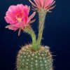 Echinopsis_mammilosa